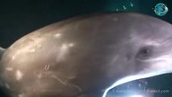 Delfin przypłynął po pomoc