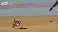 Atak psa na hiszpańskiej plaży