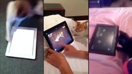 Koty grające w fruit ninja