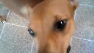Dubstep Dog