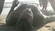 Zaatakowany przez meduzę i obsikany przez żonę   