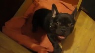 Uroczy bulldog i jego pora na sen