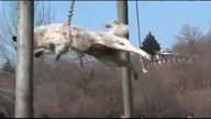 Bułgarska tradycja odpędzania zimy