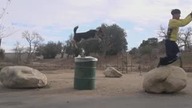 Parkour z psem