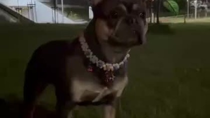 Wieczorem przy kwiatach.