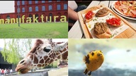 VLOG: WROCŁAW, ZOO, ŁÓDŹ, GESSLER, TORT