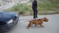 PitBull - Holowanie samochodu