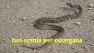 inny niż inni - polowanie na szatana