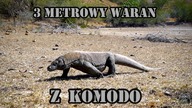 Czy warto lecieć na KOMODO? Indonezja SPECIAL cz. 2