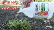 Domowy środek na chwasty - Wystarczą tylko 3 składniki - Bez chemii!