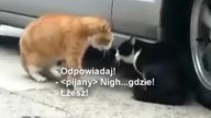 Kł&oacute;tnia kot&oacute;w pod samochodem cz  1 Gdzie byłeś całą noc?!