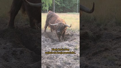 Kiedy ktoś nowy wejdzie na twoje pastwisko byk od razu wyjaśnia regulamin  #szkockiekrowy