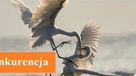 Konkurencja, zrozum to aby działać lepiej! (nowe dane)