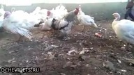 Nie zadzieraj z         