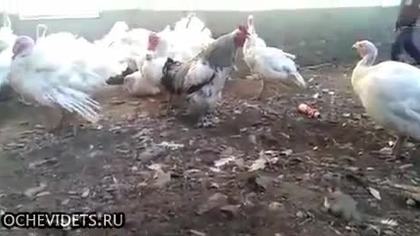 Nie zadzieraj z         