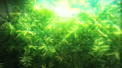 Snoop Dogg & Wiz Khalifa - Young, Wild and Free