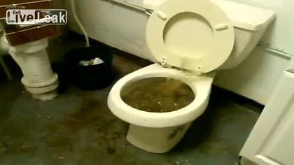 WC prosto z koszmaru