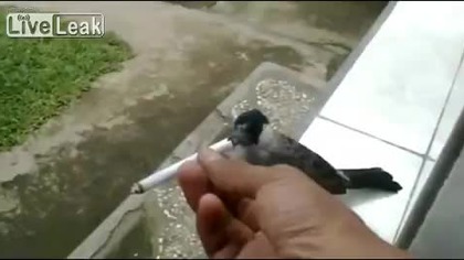 PTAKI z papieroskiem