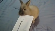 Otwieracz do list&oacute;w