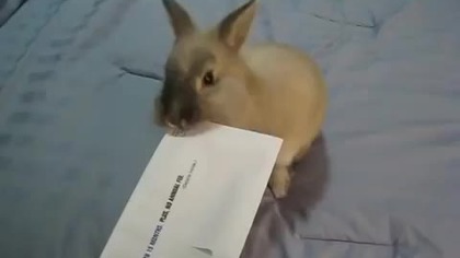 Otwieracz do list&oacute;w