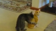 Kot vs rzeźba