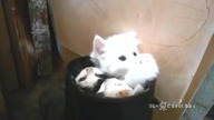 Kociaki w bucie
