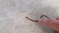Malutki wąż, a już agresywny