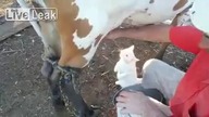 Koty uwielbiają świeże mleczko
