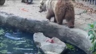 Niedźwiedź ratuje wronę