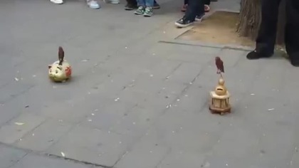 Nauczył ptaki  żebractwa