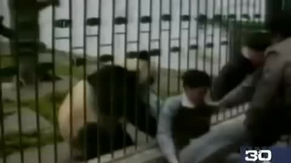 When animals attack 