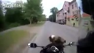 Motorcycle Crash into Dog
