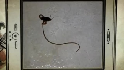 Nitnikowce, nitkowce, drucieńce "Nematomorpha"