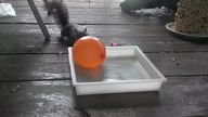 Wiewi&oacute;rka kontra balon z wodą