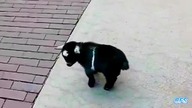 Małe kozy pierwszy raz brykają na powietrzu