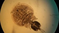 Lepeophtheirus sekii