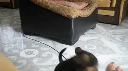 Szczeniak ma zabawę na długie godziny