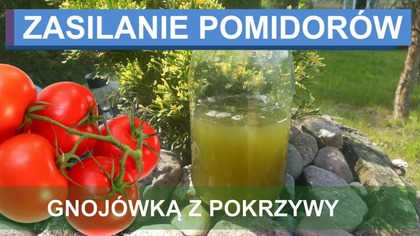  Zasilanie pomidorów gnojówką z pokrzywy.