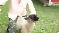 Zabawa z owcą