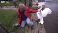 Na ratunek małemu łabędziowi