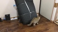 Zabawa w podchody