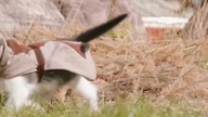 Assassins cat 