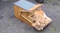 A kury karmię tak