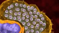 Leishmania II - cykl rozwojowy wewnątrz człowieka