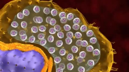 Leishmania II - cykl rozwojowy wewnątrz człowieka
