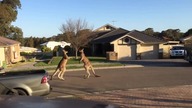 Tymczasem w Australii
