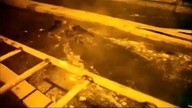 Dziki spiły się w krzeskiej gorzelni