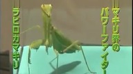 Japanese Bug Fighting-Championship 2014