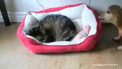 Cats stealing dogs' beds