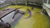Aligator